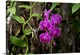 image thumbnail of North America, USA, Alabama, Mobile, Bellingrath Gardens and Home Conservatory Flowers, Orchid.