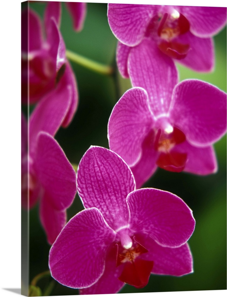 Orchids, Caribbean.