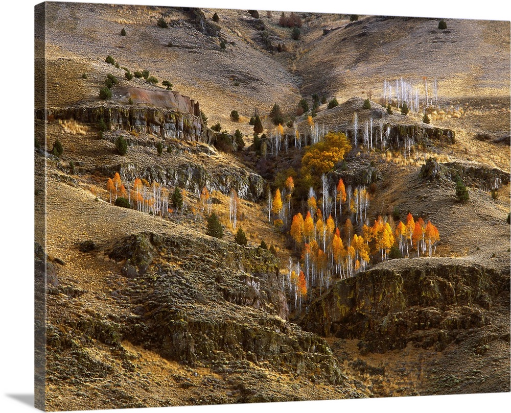 USA, Oregon, Hart Mountain National Antelope Refuge, Lake County, Fall-colored aspens on side of mountain.