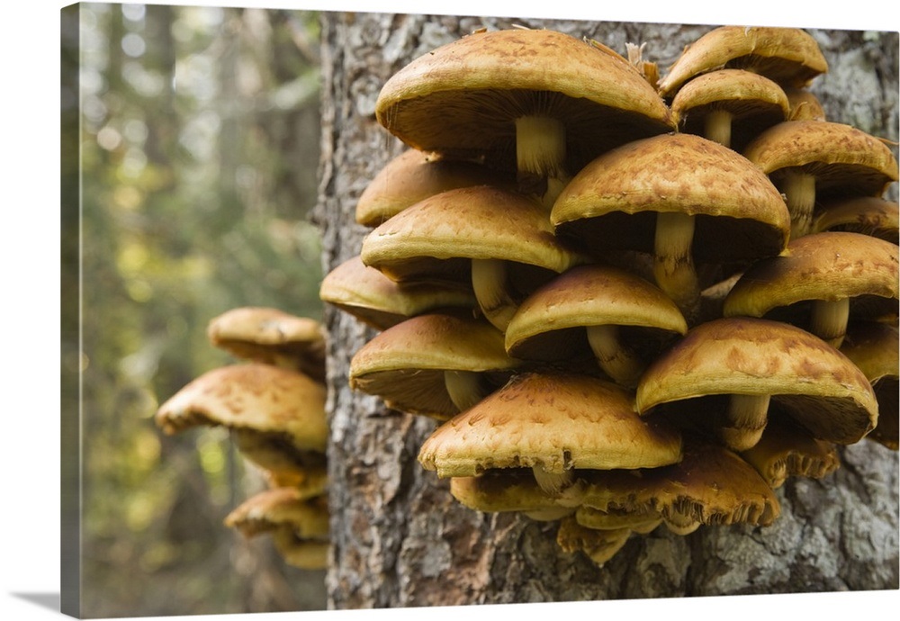 Oregon. Honey mushrooms grow on tree near Metolius River Wall Art