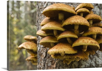 Oregon. Honey mushrooms grow on tree near Metolius River