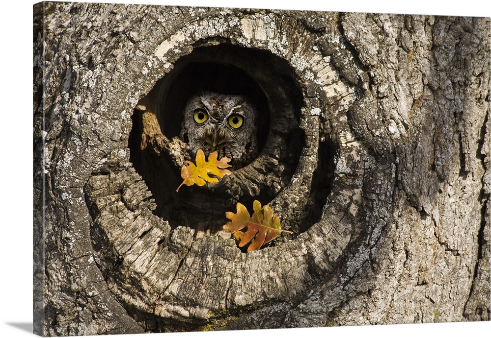 USA, Oregon, Mosier. Screech owl occupies knot hole of old oak tree.