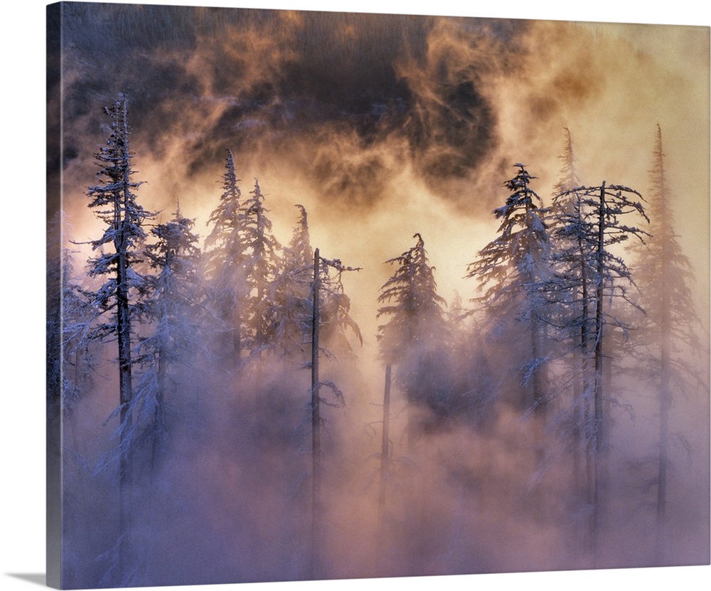 USA, Oregon, Mt Hood National Forest. Evergreens in fog.