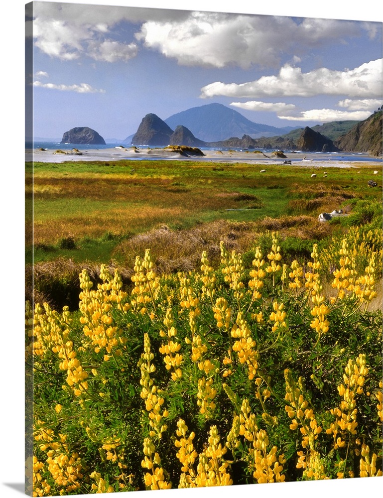 USA, Oregon, Ophir. Landscape of yellow lupine and ocean beach.
