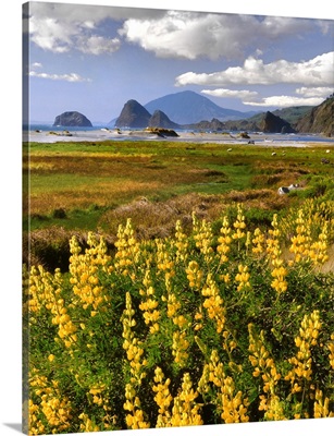 Oregon, Ophir. Landscape of yellow lupine and ocean beach