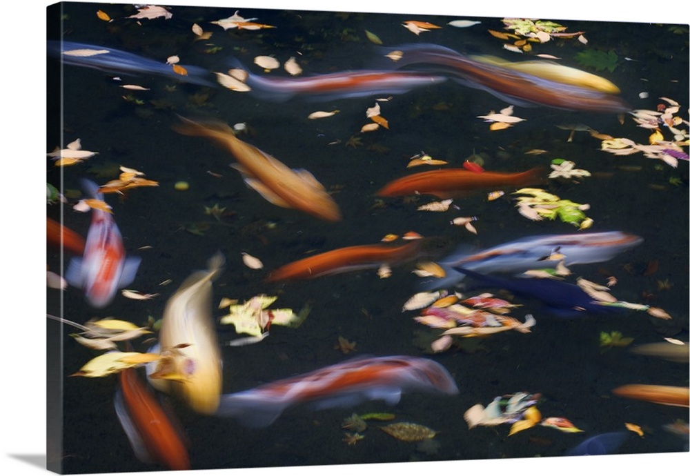 USA, Oregon, Portland. Koi fish in pond at Portland Japanese Garden.
