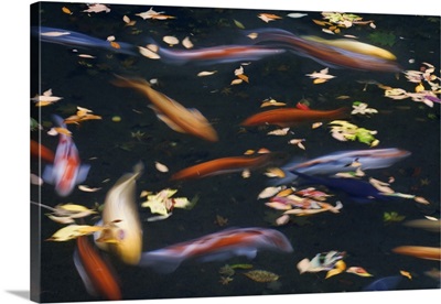 Oregon, Portland. Koi fish in pond at Portland Japanese Garden