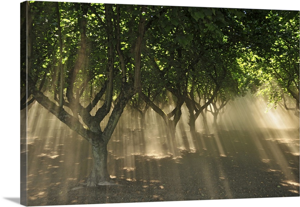USA, Oregon, Portland. Sunlight casts shadows through hazelnut trees and dust in orchard.