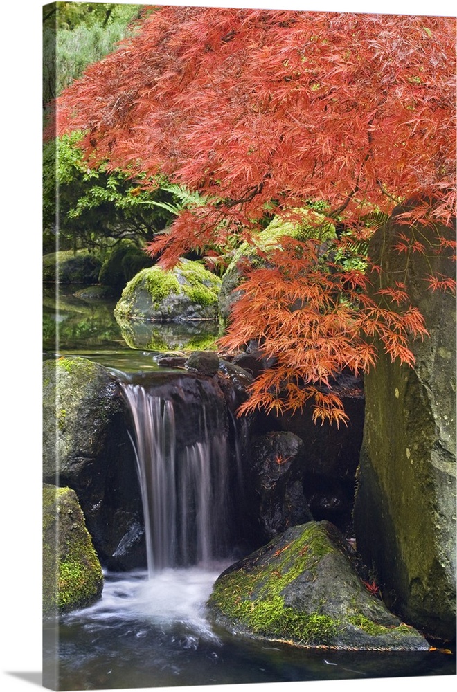 USA, Oregon, Portland. Waterfall and Japanese maple at  Portland Japanese Garden.