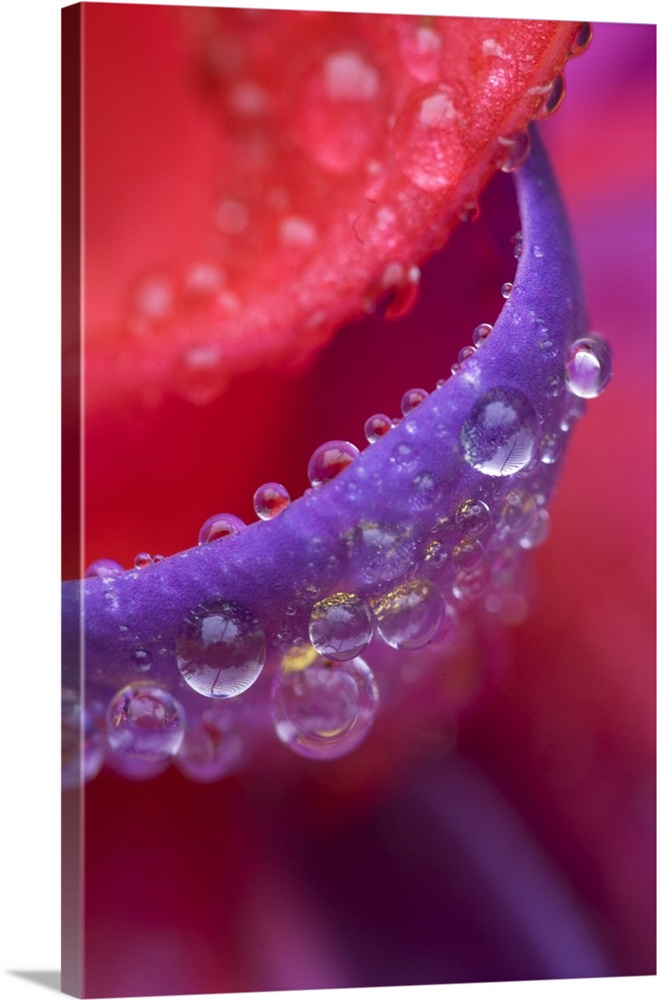 USA, Oregon, Shore Acres Gardens, pink and purple fuschia close-up with rain drops.
