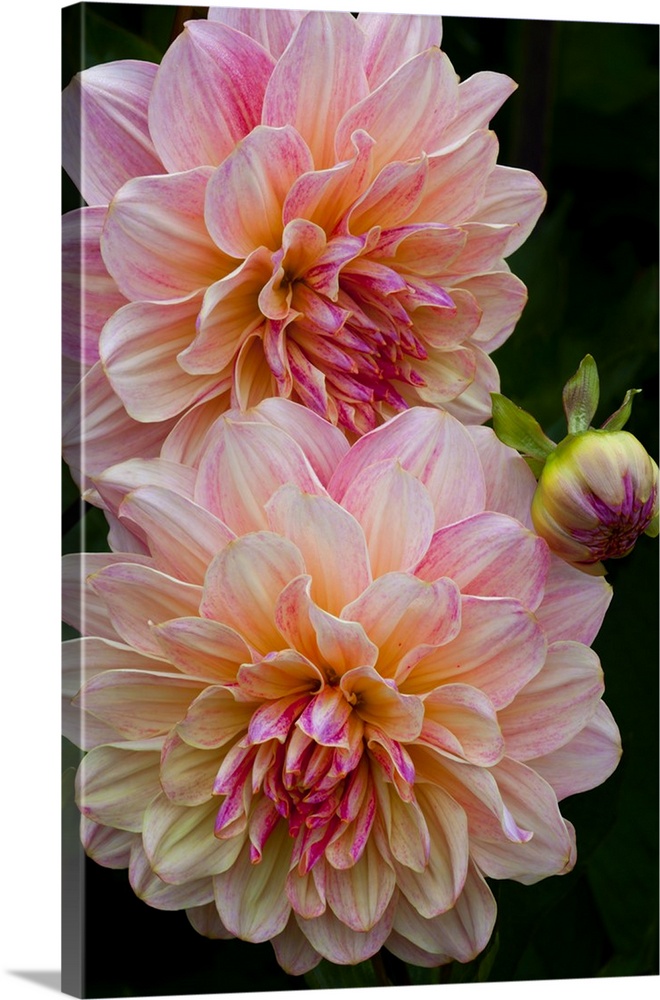 USA, Oregon, Shore Acres State Park. Close-up of dahlia flowers.