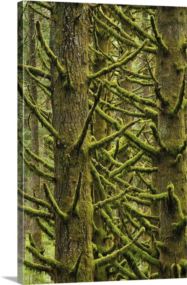 USA, Oregon, Silver Falls State Park. Moss-draped Douglas fir trees.