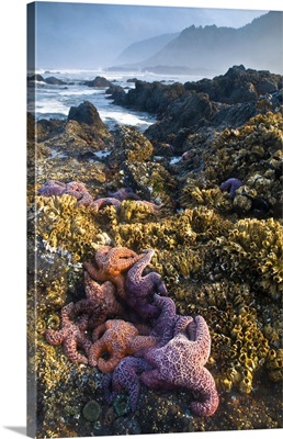 Oregon, Strawberry Hill. Starfish exposed at low morning tide on coast