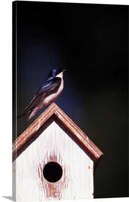 Oregon. Tree swallow on backyard nesting box