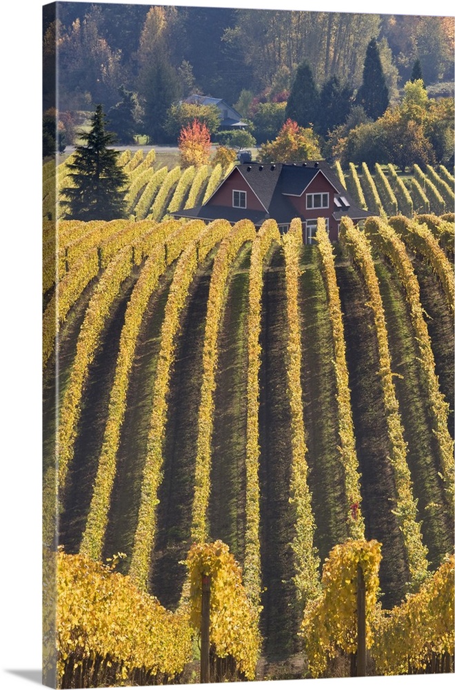 USA, Oregon, Willamette River Valley. Vineyard patterns and buildings of Sokol Blosser Winery.