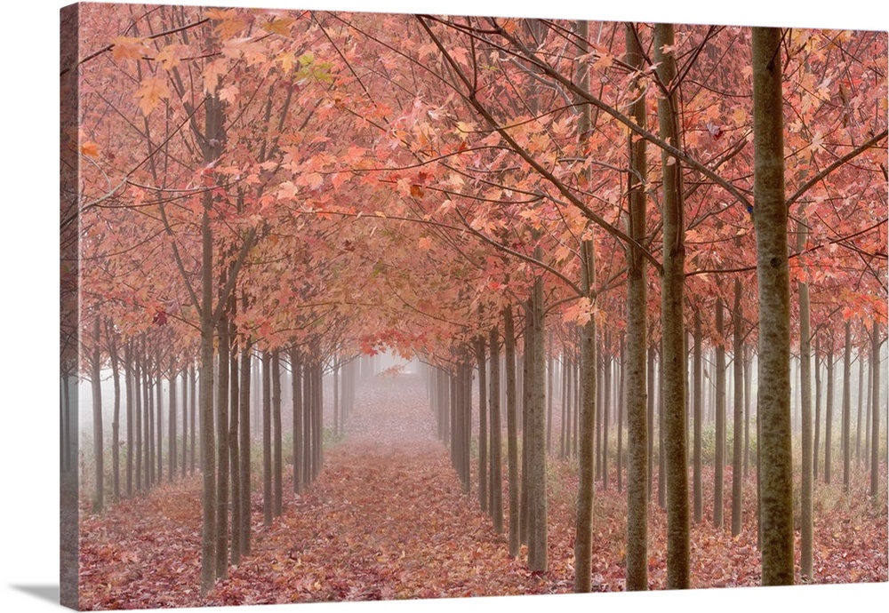 USA, Oregon, Willamette Valley. Rows of autumn-colored maple trees form patterns in fog.