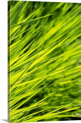 Ornamental Grass