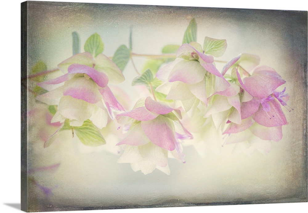 USA, Washington, Seabeck. Ornamental oregano flowers.