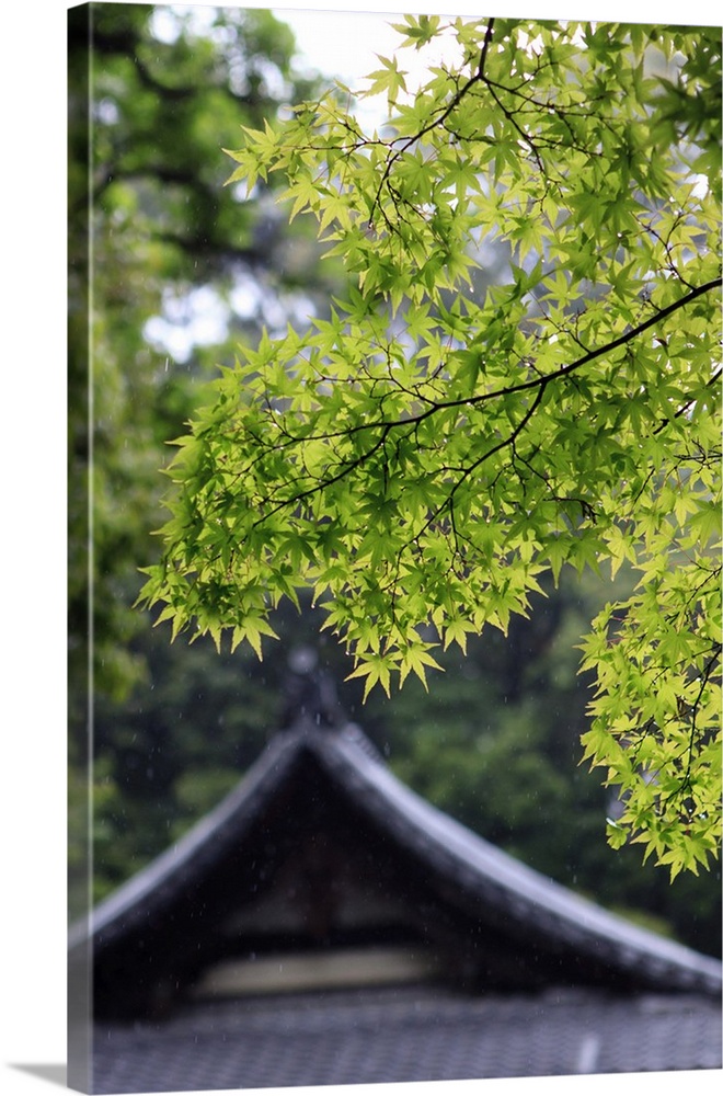 Ornately designed roof and Japanese Maple Leaves at the Golden Temple, Kyoto, Japan.