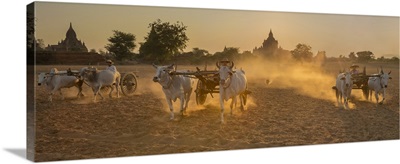 Oxcarts At Work On A Farm In Bagan, Myanmar