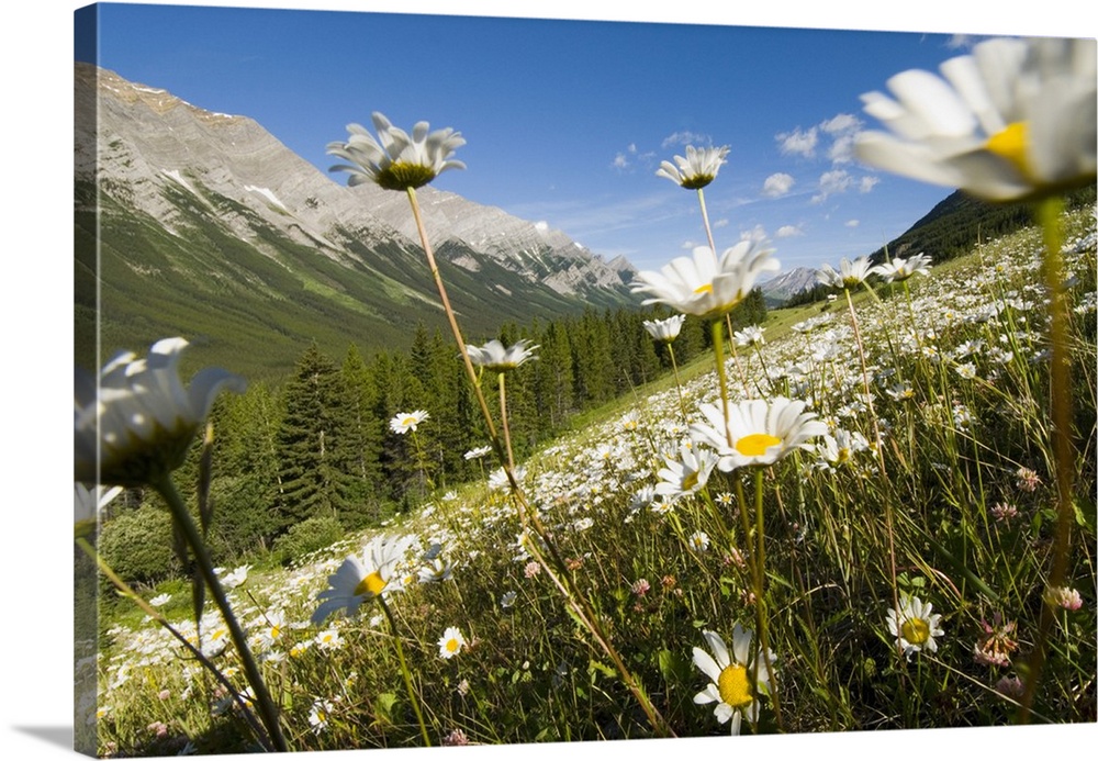 Oxeye daisies, Leucanthemum vulgare, Kananaskis Range, Peter Lougheed Provincial Park, Kananaskis Country, Alberta