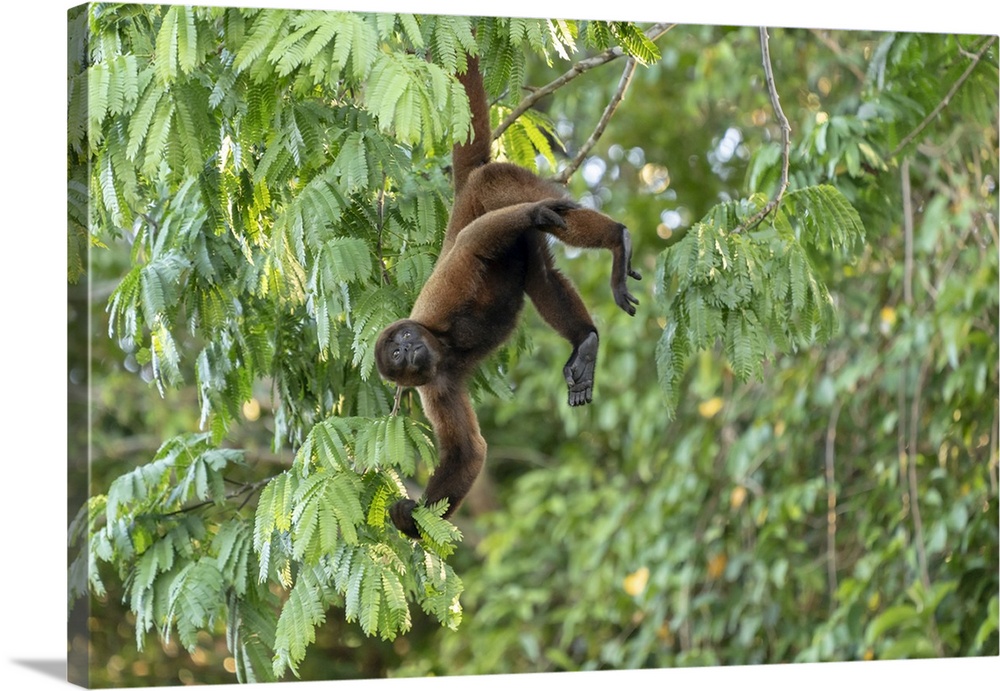 Pacaya Samiria Reserve, Peru. Brown woolly monkey (Humboldt's woolly monkey) hanging by its tail in the jungle.