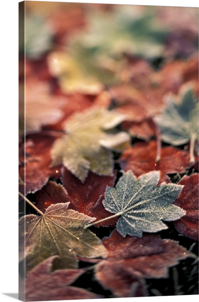 USA, Pacific  Northwest.Japanese maple leaves (Acer Palmatum), selective focus