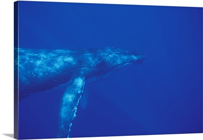 Pacific Ocean. Humpback whale