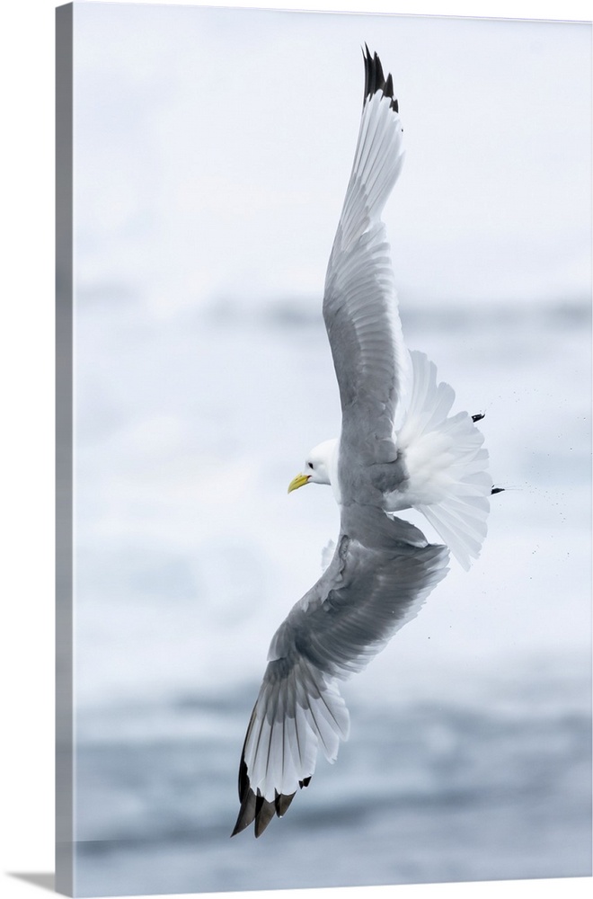 Pack ice, north of Svalbard. A black-legged kittiwake showing its flying capabilities.