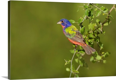 Painted Bunting (Passerina Ciris) Male Perched In Bush