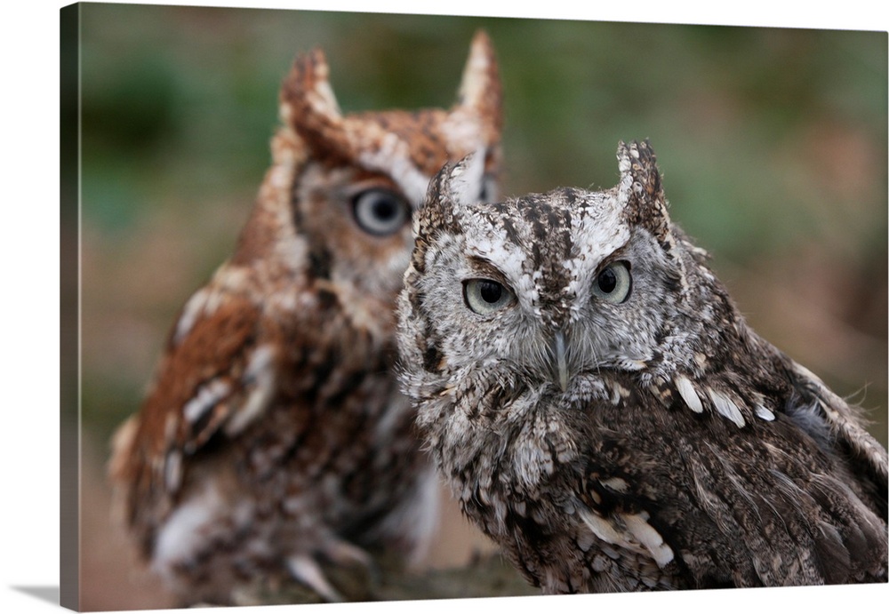 Pair of Eastern Screech Owls