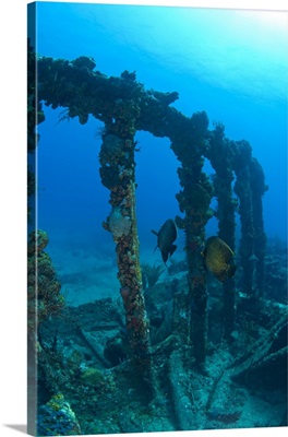 Pair of French Angelfish, Wreck of the RMS Rhone, near Tortola, British Virgin Islands