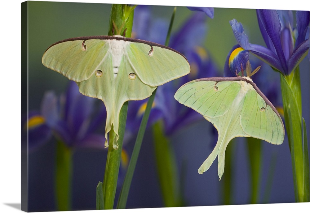 Pair of North American Luna Silk Moths, photographed in Sammamish, Washington.