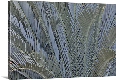 Palm Leaves In Silver Plant Display, Longwood Gardens Conservatory, Pennsylvania