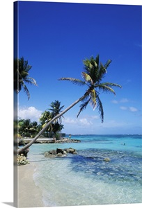 Palm trees and chairs in St. Anne, Guadeloupe image thumbnail