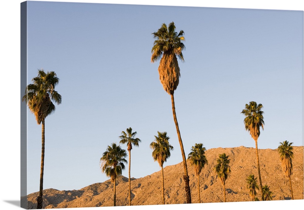 Palm trees and the San Jacinto Mountains in Palm Springs, California, USA.
