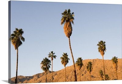 Palm trees and the San Jacinto Mountains in Palm Springs, California, USA