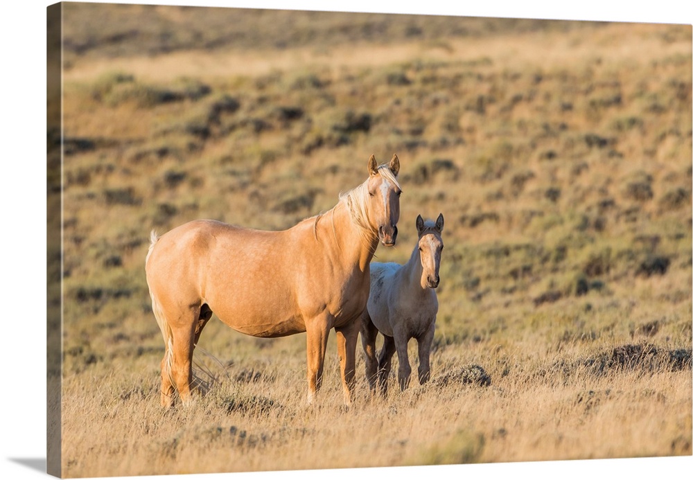 USA, Wyoming, Sweetwater County, Red Desert, a Palamino mare and her foal.