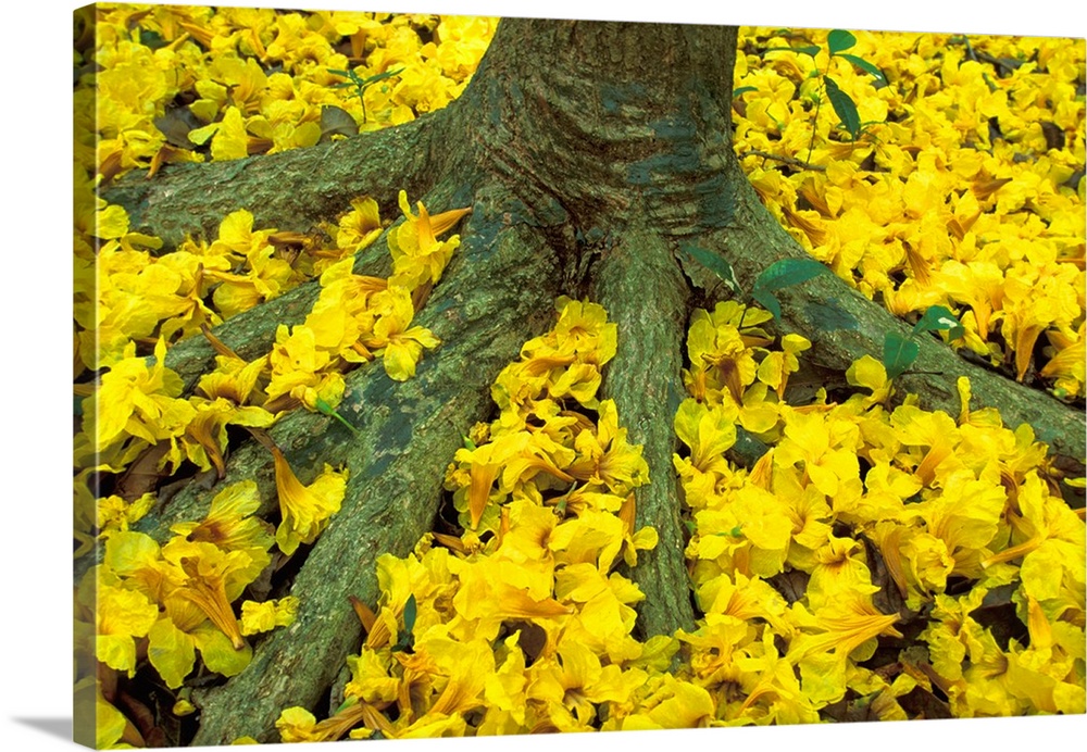Central America, Panama, Barro Colorado Island. Carpet of yellow flowers on forest floor (Tabebuia guayacan).