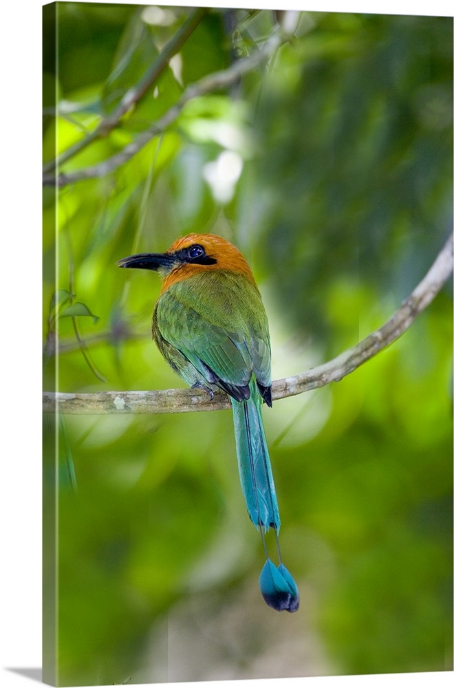 South America, Panama, Panama Canal Zone. Rear view of Rufous Mot Mot bird on limb.