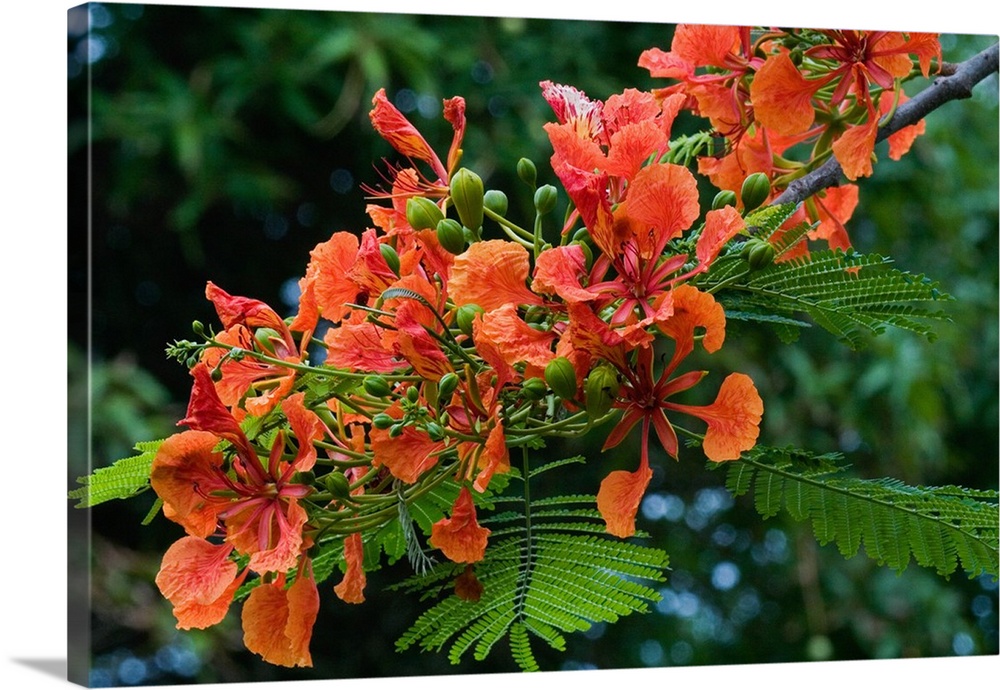 Panama City, Panama, Royal Poinciana (Delonix regia), or Flamboyant Tree flowering in the park at Punta Culebra, visitor c...