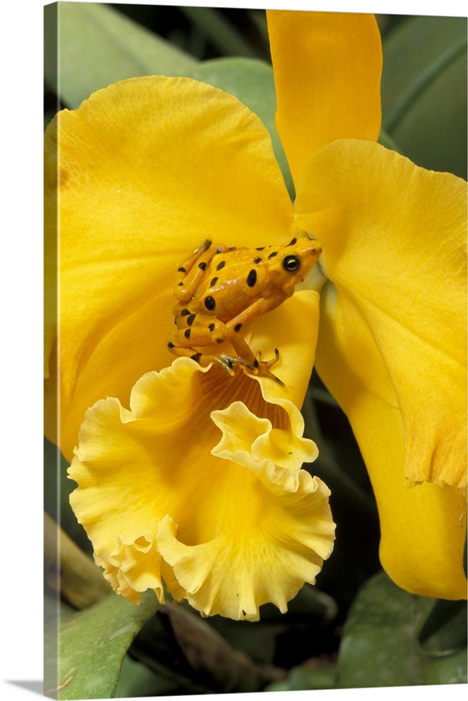Panama, El Nispero Region, Golden Frog on Yellow Bird Orchid.
