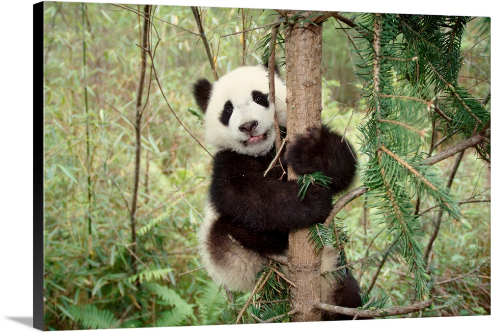 Panda cub playing on tree, Wolong, Sichuan, China.