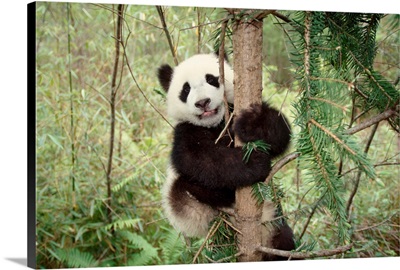 Panda Cub Playing On Tree, Wolong, Sichuan, China