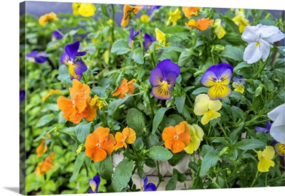 Pansies With Morning Dew, USA