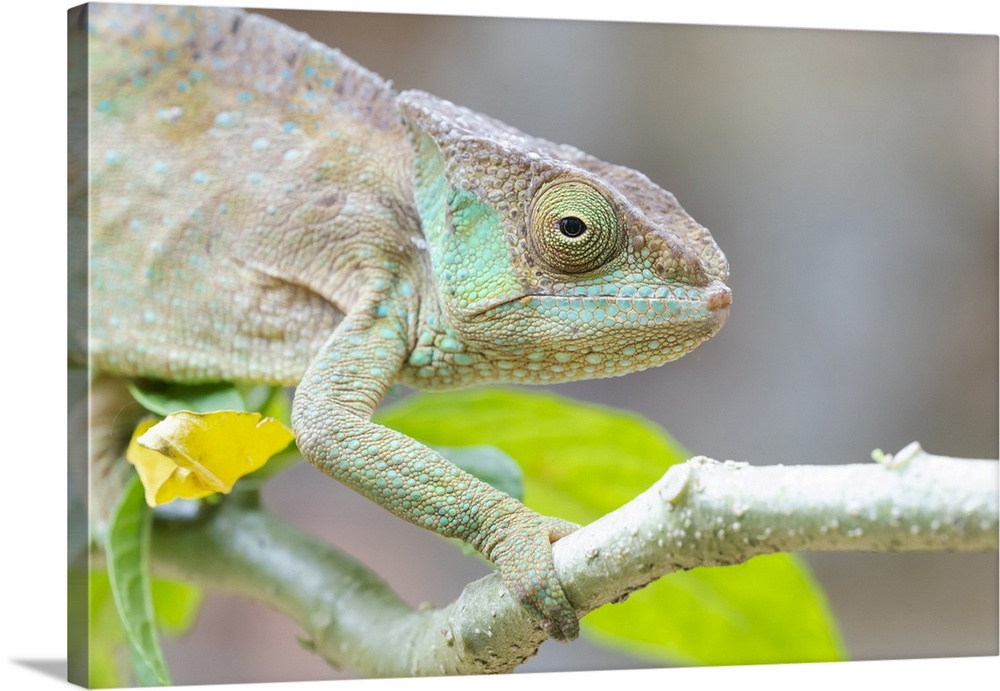 Africa, Madagascar, Marozevo, Peyrieras Reptile Reserve. Portrait of a panther chameleon on a branch.