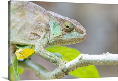 Panther Chameleon, Africa, Madagascar, Marozevo, Peyrieras Reptile Reserve