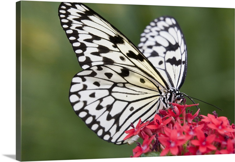 North America, USA, Georgia, Pine Mountain.  Paper Kite butterfly.