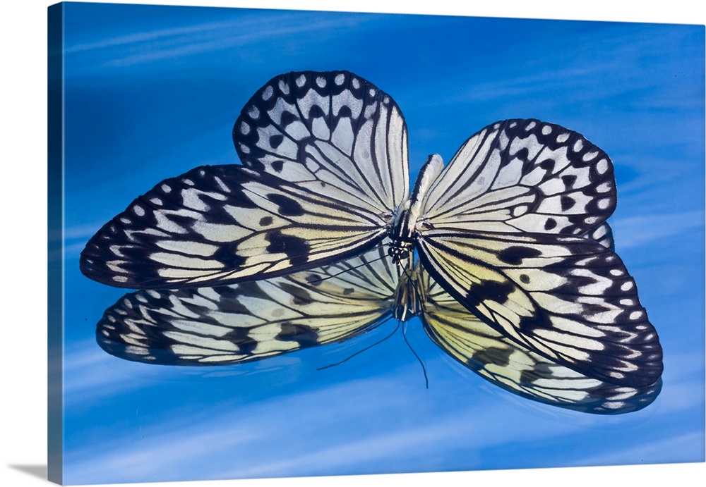 Paper kite butterfly in reflection in blue water