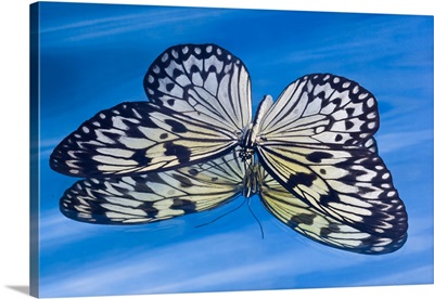 Paper Kite Butterfly In Reflection In Blue Water